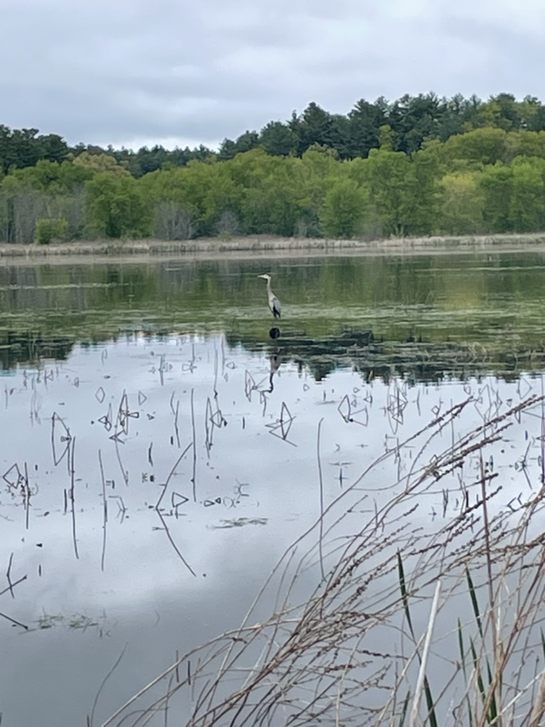 Trail walks with a shitty&nbsp;camera