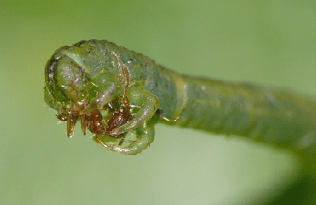 green caterpillar with cluster of legs near its maw